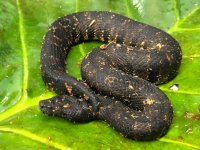 Viper#5.jpg