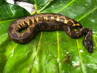Viper#2.jpg