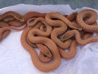 IMG_0671.jpg