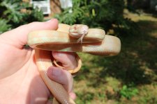 albino01.jpg