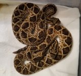cascabel baby.jpg