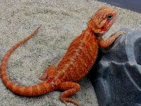 Hypo-Trans male #1-R, 9in, $400.jpg