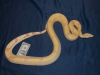 Albino.jpg