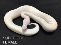 super fire.jpg