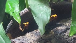 frogs.jpg