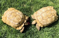 Sulcata3.jpg