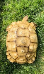 sulcata1.jpg