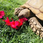 Sulcata2.jpg