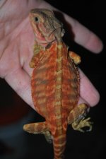 Red Trans Leather 66% het hypo.jpg