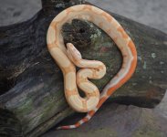 albinomaleoutside.001.jpg