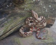 junglemaleoutside.001.jpg