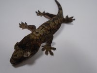 DSC01864.jpg