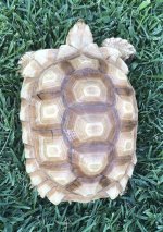 Ivory6.jpg