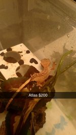 Snapchat-253388036.jpg