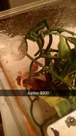 Snapchat-442474670.jpg