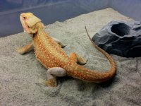 Hypo-Leather Dunner Het Trans Male #3-R, 16in, $250.jpg