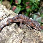 orange blotched gargoyle gecko OB115_3G2.jpg