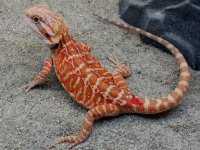 Leather Hypo Het Trans Female #F-R, 9in, $200.jpg