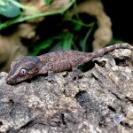 orange blotched gargoyle gecko OB115_3Gjpg.jpg