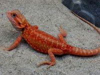 Leather Hypo-Trans Dunner Male #5-R, 9in, $400.jpg