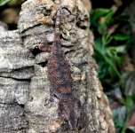 orange blotched gargoyle gecko 1.jpg