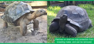 FITB-Blast-2018-06-05-Aldabra_r6_c1.jpg