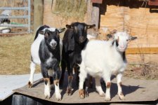 goats.jpg goats.jpg