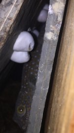 2F08E3AF-64F2-4280-96F7-91C92DF9AF9C.jpg