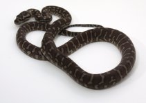 cent 2 male $150.jpg