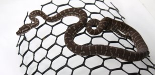 cent 2017- 1 male $150.jpg