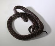 Cent 2017-5 male. $150.jpg