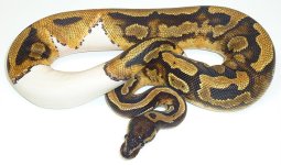MALE PIED BALL 357 GRAM $349 1.jpg