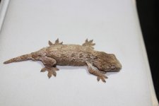 IMG_3782.jpg
