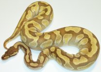 FEMALE MOCHIE BALL 330 GRAMS $199 1.jpg