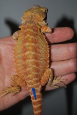 DSC_0172.jpg