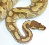 FEMALE MOCHIE BALL 330 GRAMS $199 2.jpg