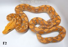 Purple F2 WM.jpg