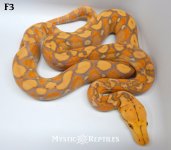 Purple F3 WM.jpg