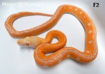 AmelGC F2 2 WM.jpg
