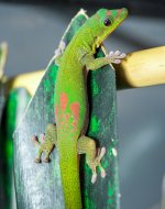 DSC_7079-1.jpg