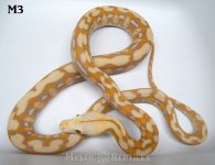 Ghost Tiger 17 M3 5 new WM.jpg