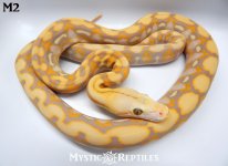 Ghost Tiger M2 new WM.jpg