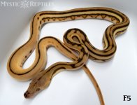 Supertiger F5 new WM.jpg