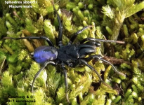 S.abbotti(MM)_1.png