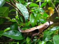 stenocercus fimbriatus.jpg