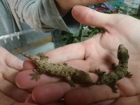 leachies.jpg