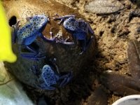 Azureus trio.jpg