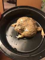 IMG-20171229-WA0000.jpg