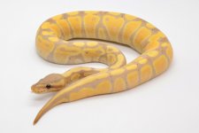 NR Mandarin Pastel Banana 2.jpg