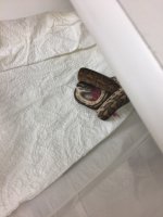 het albino.jpg